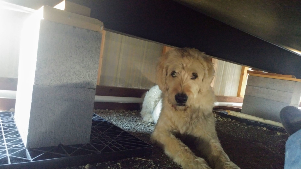 a golden dog in a crawlspace