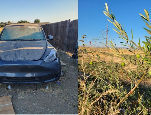 Trees and Teslas